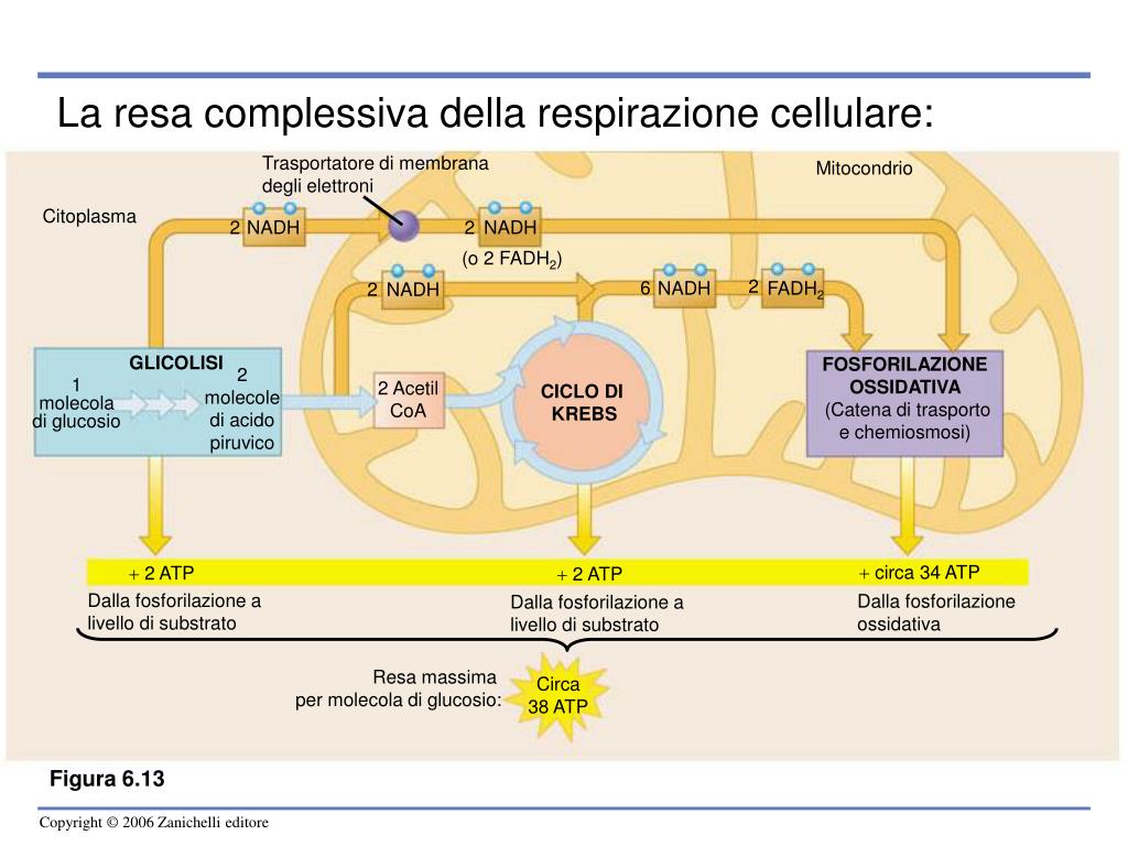 Fosforilazione A Livello Del Substrato