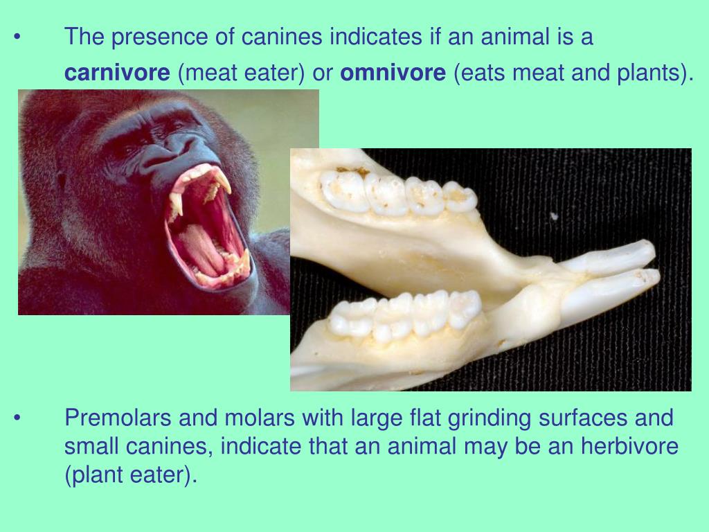 PPT - Mammal Teeth and Skulls – Adaptations and Identification PowerPoint  Presentation - ID:4031452