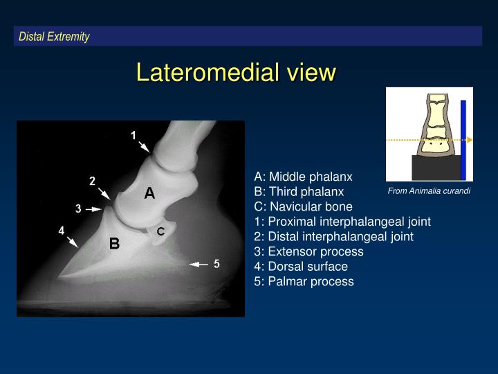 PPT - Normal Radiographic Anatomy of the Equine metacarpus/metatarsus ...