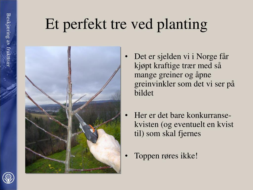 PPT - BESKJÆRING AV FRUKTTRÆR av Gustav Redalen Fagsjef / Professor i  hagevitenskap PowerPoint Presentation - ID:4036276, image size:1024x768