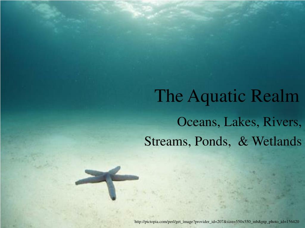 PPT - The Aquatic Realm PowerPoint Presentation, free download - ID:4036381