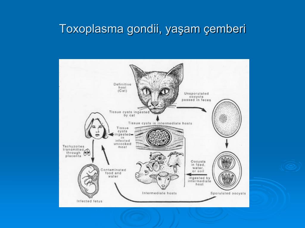 Toxoplasma gondii Toxoplasma gondii
