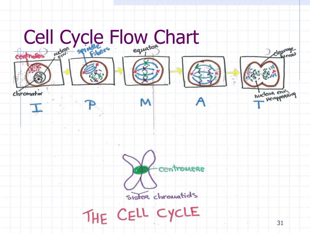 Cell Cycle Flow Chart