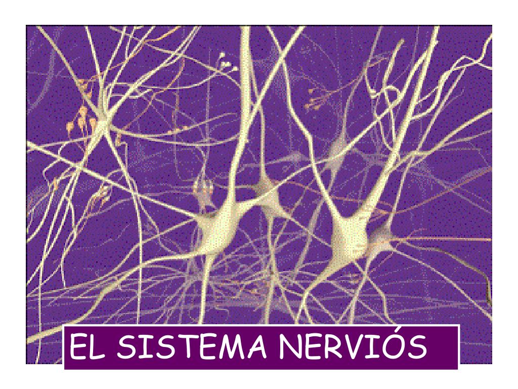 Brain neurons. Нейронная сеть Нейроны синапсы. Нейронные сети коры головного мозга. Гиппокамп Нейроны гистология. Дендрит нейрона.
