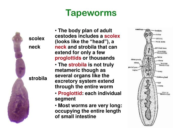 parasitology tapeworms Parasitology is the study of parasites, their hosts, and the relationship between them as a biological discipline, the scope of parasitology is not determined by the organism or environment in question, but by their way of life. parasitology tapeworms Parasitology is the study of parasites, their hosts, and the relationship between them as a biological discipline, the scope of parasitology is not determined by the organism or environment in question, but by their way of life.