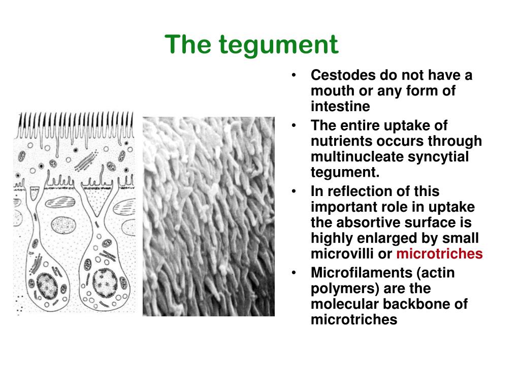 PPT Cestode Parasites Medical Parasitology CBIO4500 January 28 2010 PPT Cestode Parasites Medical Parasitology CBIO4500 January 28 2010