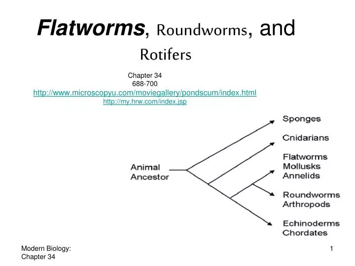 flatworms essay Have you ever heard of an organism from the phylum platyhelminthes do you know how they reproduce in this lesson you will learn the answers to. flatworms essay Have you ever heard of an organism from the phylum platyhelminthes do you know how they reproduce in this lesson you will learn the answers to.