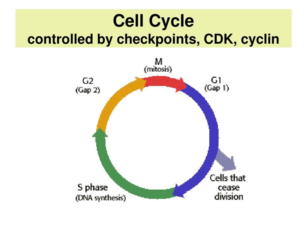Each cell. CDK Cell Cycle. Cyclin CDK. Клеточный цикл. CDK клеточный цикл.