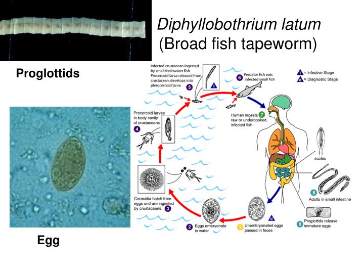 PPT Parasitology Slides BIOLOGY 260 Lab Dr. B.M. Salameh PowerPoint