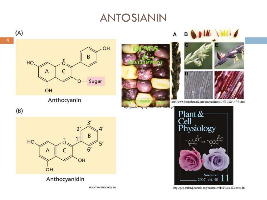 Накопление водорастворимых пигментов антоцианов присоединение молекулы. Пигмент антоциан в растительной клетке. Качественная реакция на антоцианы. Хлорофилл каротин антоциан. Антоциан форте производитель.