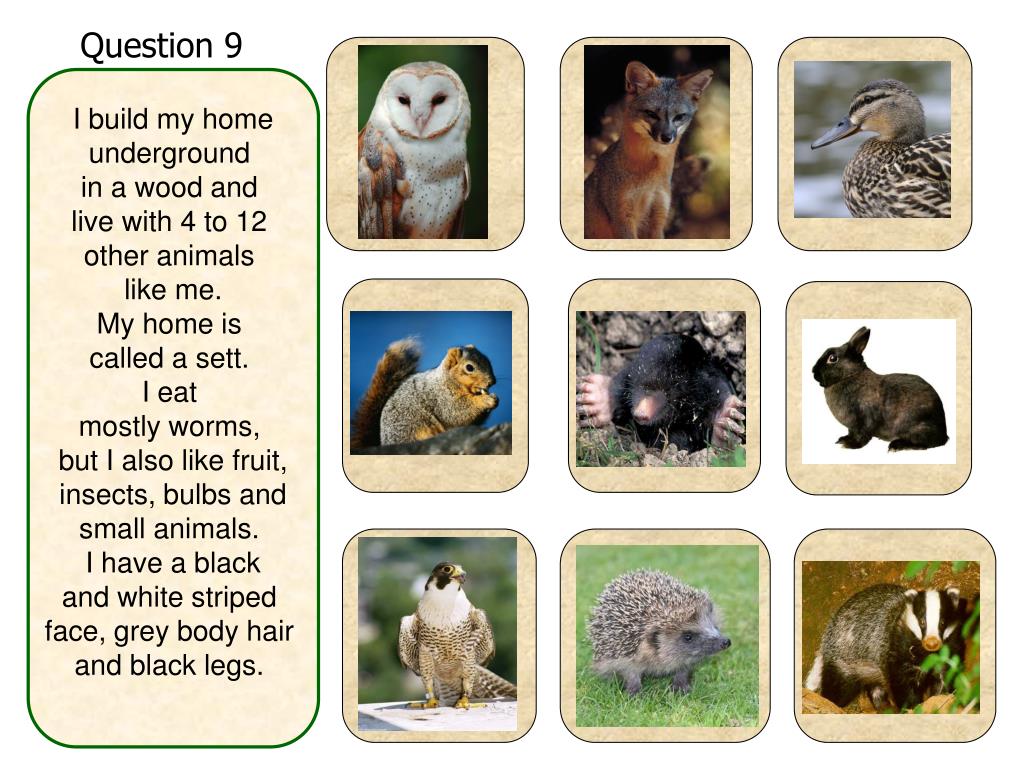 PPT - Sammy Squirrel's Animal Puzzle PowerPoint Presentation, free download  - ID:4045255
