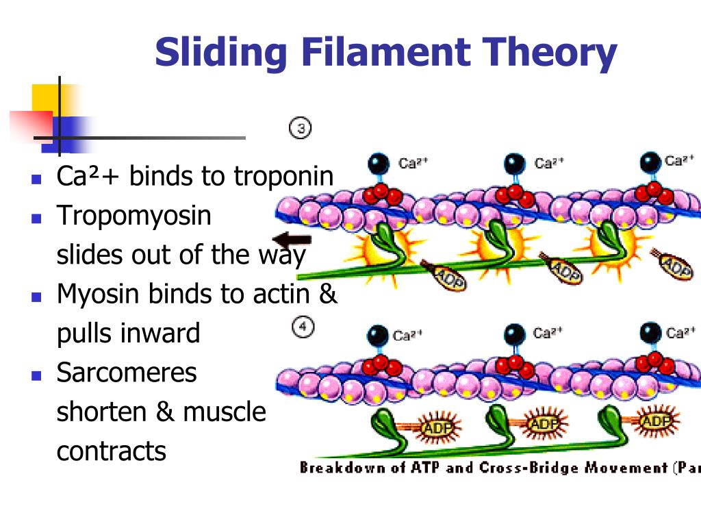 sliding filament theory animation, Muscle CK12 Foundation
