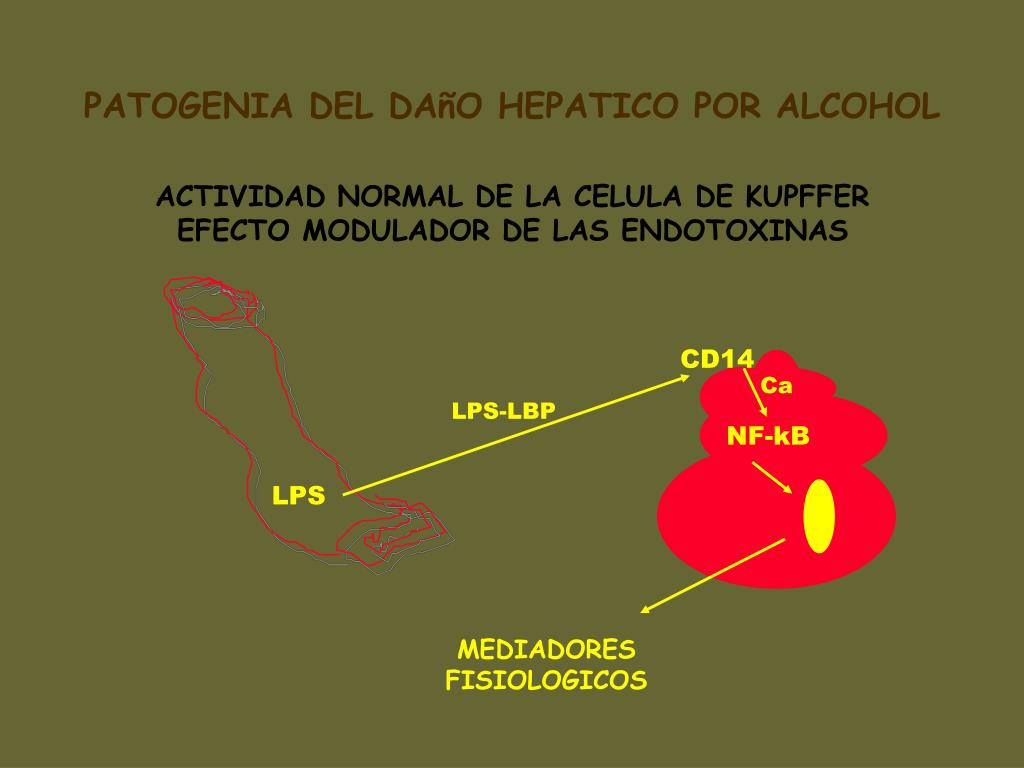 PPT - TEMA 4 : PAAF DE HIGADO PowerPoint Presentation, free download -  ID:5817070, image size:1024x768