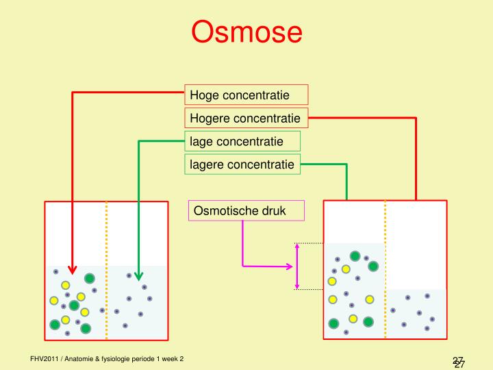 PPT - Anatomie / fysiologie PowerPoint Presentation - ID:4048204