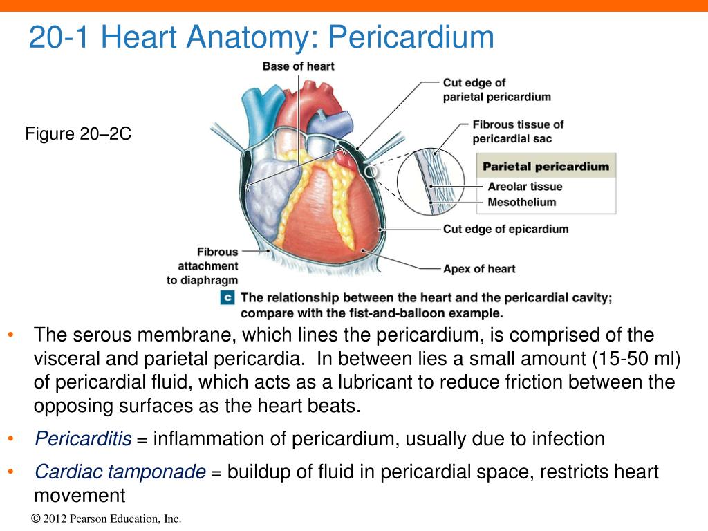 PPT - 20 The Heart PowerPoint Presentation, free download - ID:4051627