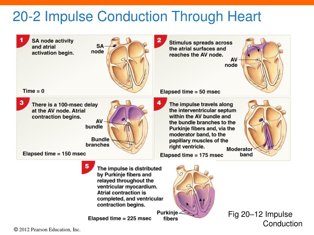 which impulses travel through the heart