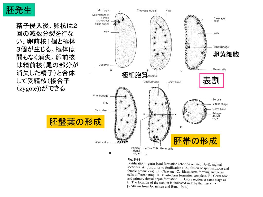 Ppt 胚盤葉の形成 Powerpoint Presentation Free Download Id Ppt 胚盤葉の形成 Powerpoint Presentation Free Download Id