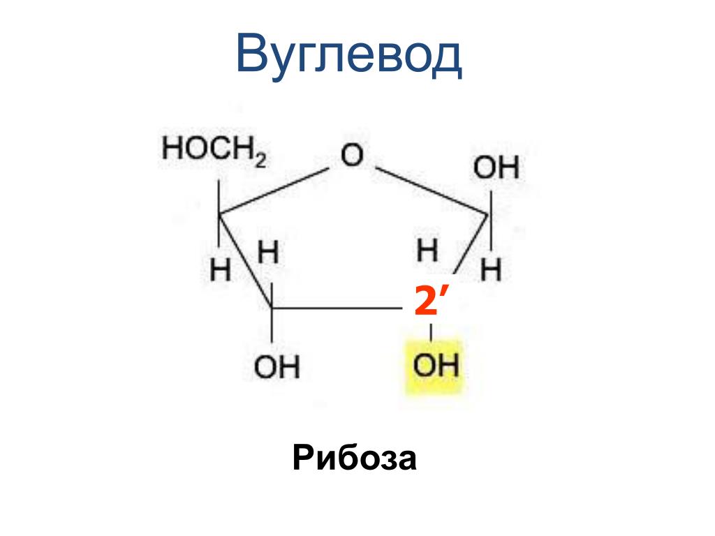 Рибоза биологическая роль. Структурная формула рибозы и дезоксирибозы. Рибоза формула. Рибоза структурная формула. Дезоксирибоза циклическая формула.