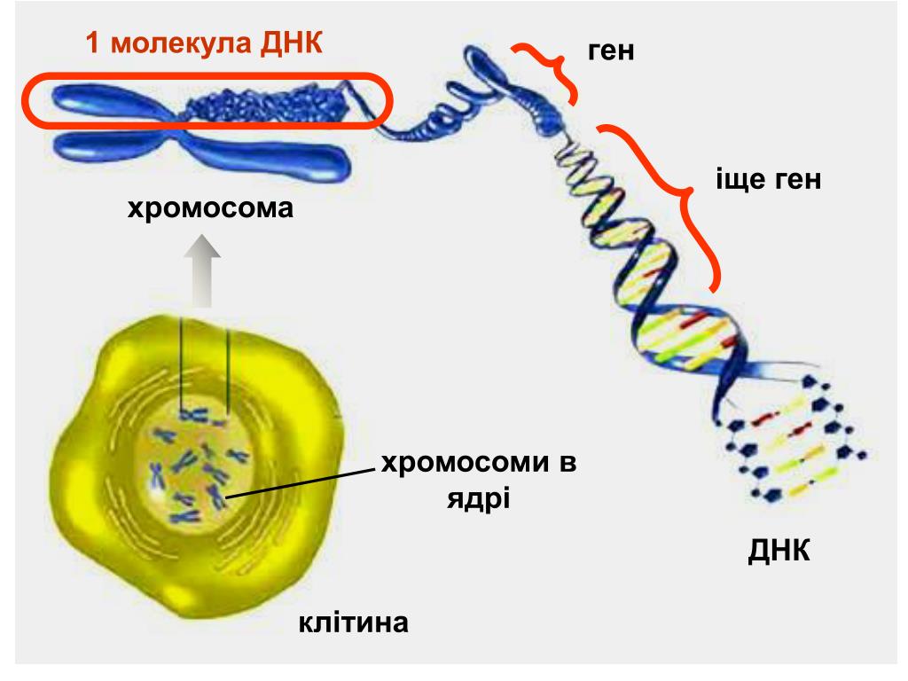 Какая молекула днк в ядре. Ген ДНК хромосома. Строение ДНК хромосомы гены. Строение Гена ДНК хромосомы. Строение ДНК И хромосом.