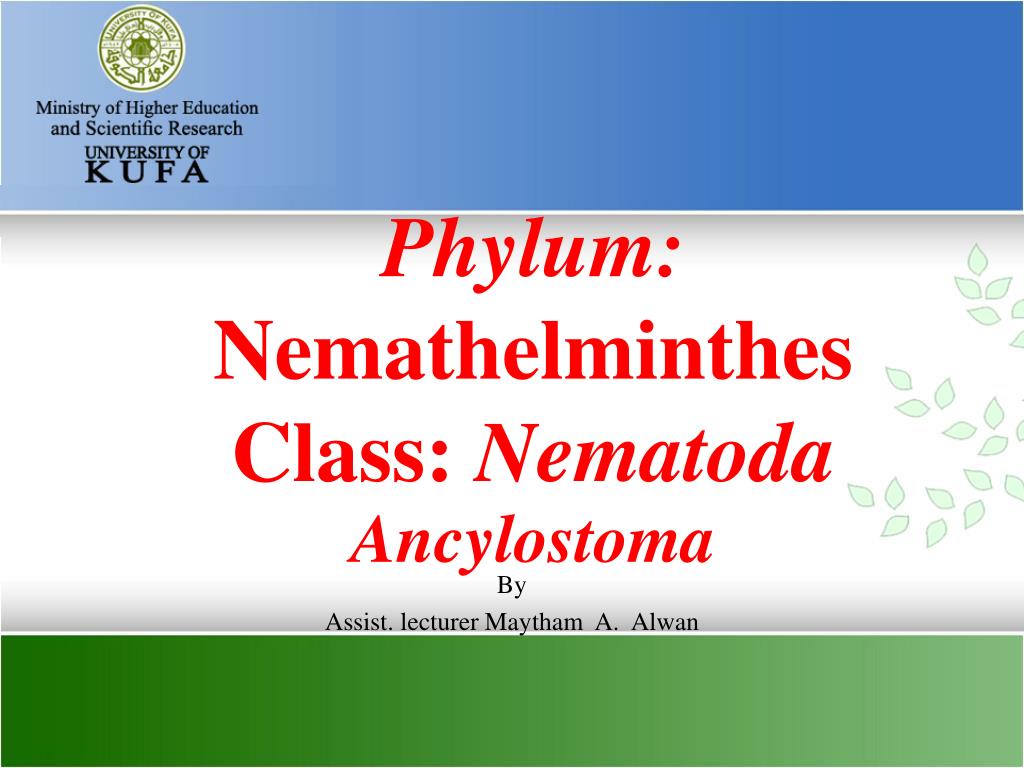 phylum nemathelminthes ppt a kerekesférgek által okozott károk