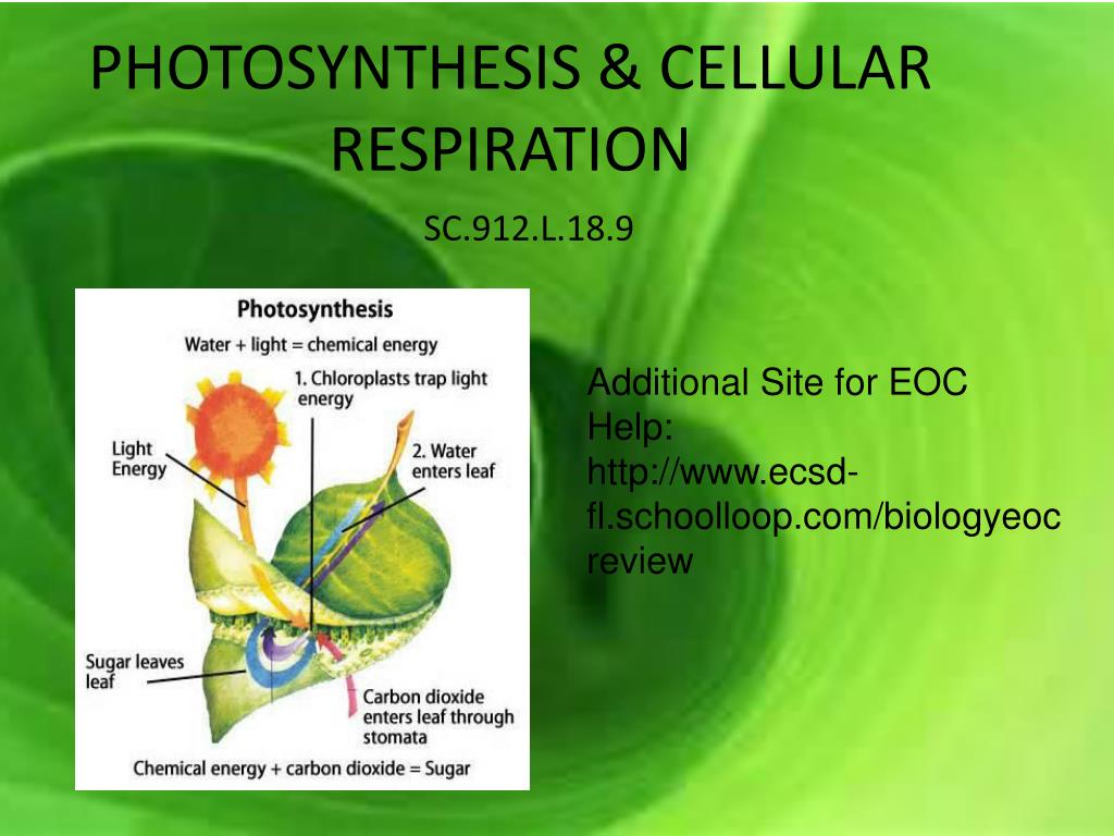 PPT - PHOTOSYNTHESIS & CELLULAR RESPIRATION PowerPoint Presentation ...