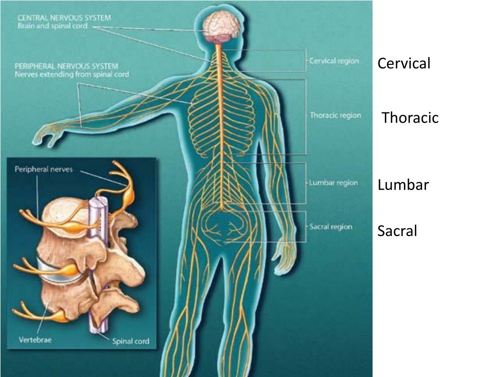 Spinal brain. Нервная система. Нервная система человека. Нервная система человека анатомия. Нерв система человека.