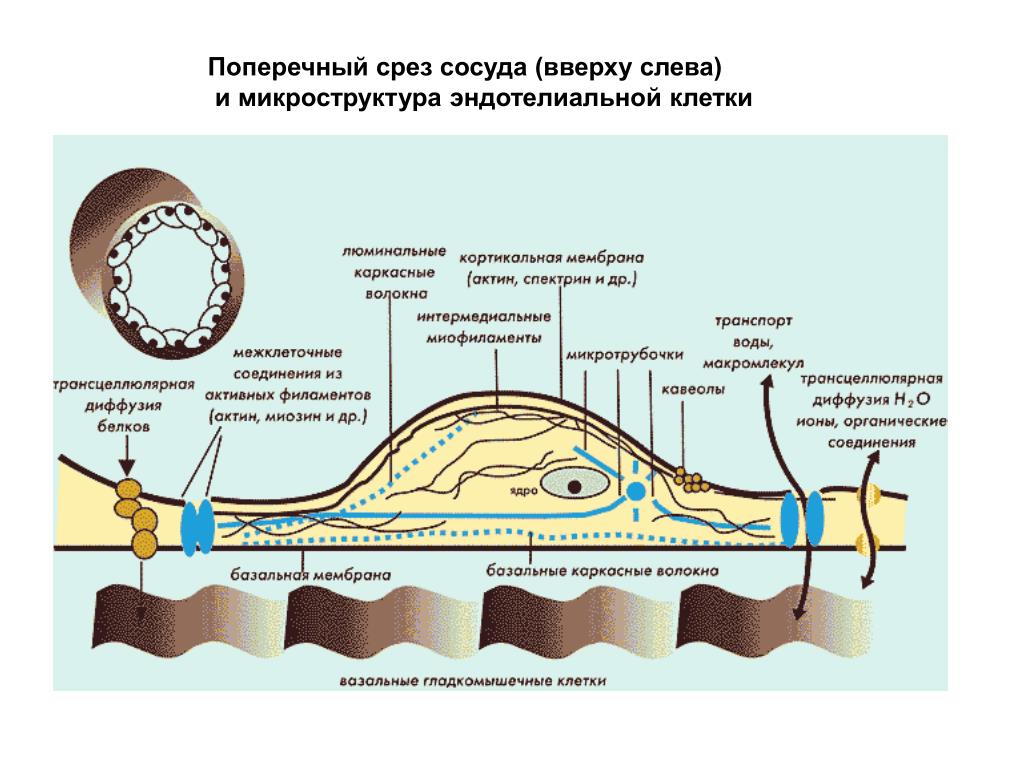 Срез сосуда. Базальная мембрана эндотелия сосудов. Строение эндотелия сосудов. Строение структуры эндотелия. Эндотелий сосудов гистология.