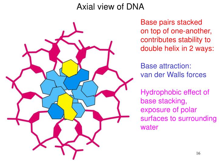 PPT - HL Chemistry - Option B : Human Biochemistry PowerPoint ...