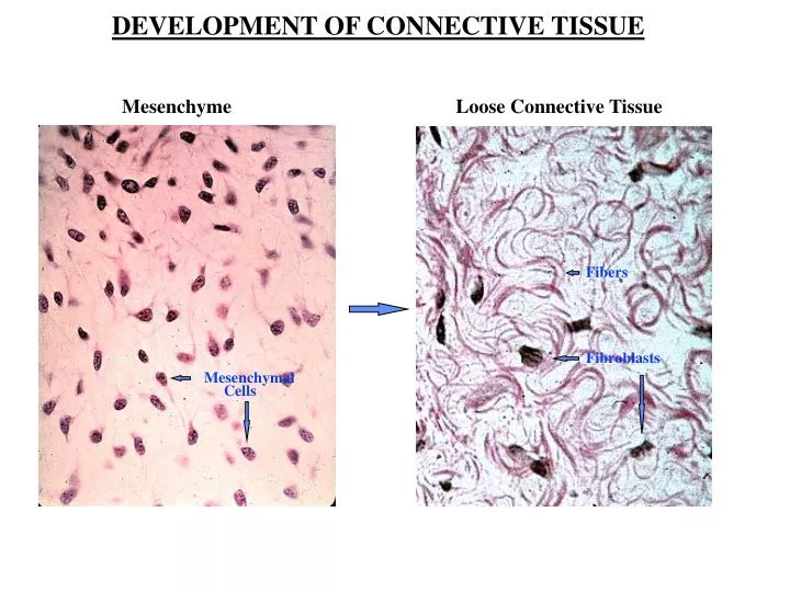 tissue connective development mesenchymal mesenchyme cells loose fibroblasts powerpoint fibers ppt presentation slide1