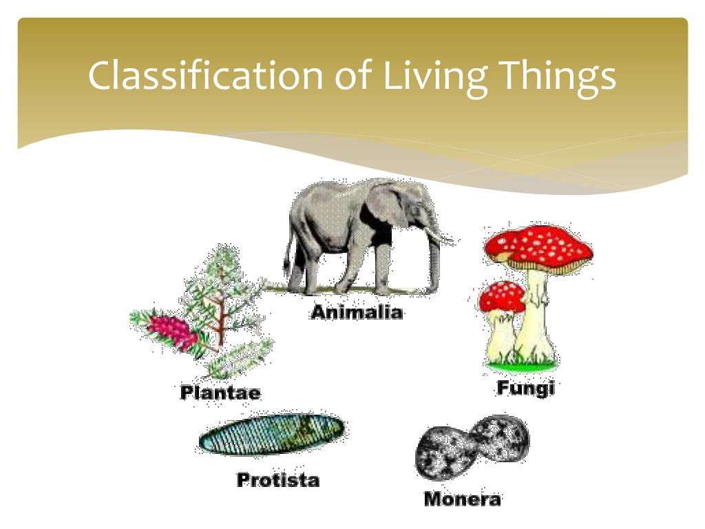 classification of living things essay