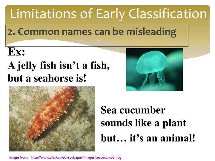classification of living things animal classification of living things animal