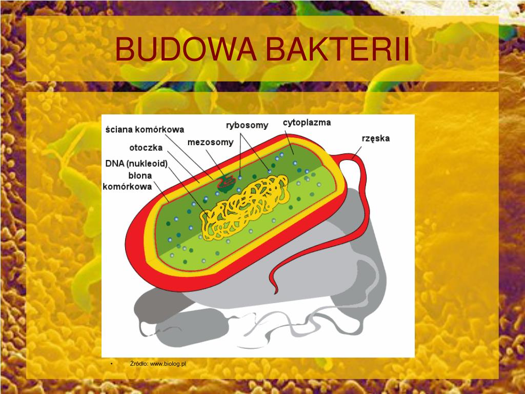 Budowa I Funkcjonowanie Bakterii Protistów I Grzybów Sprawdzian Chomikuj PPT - TAJEMNICE BAKTERII PowerPoint Presentation, free download - ID