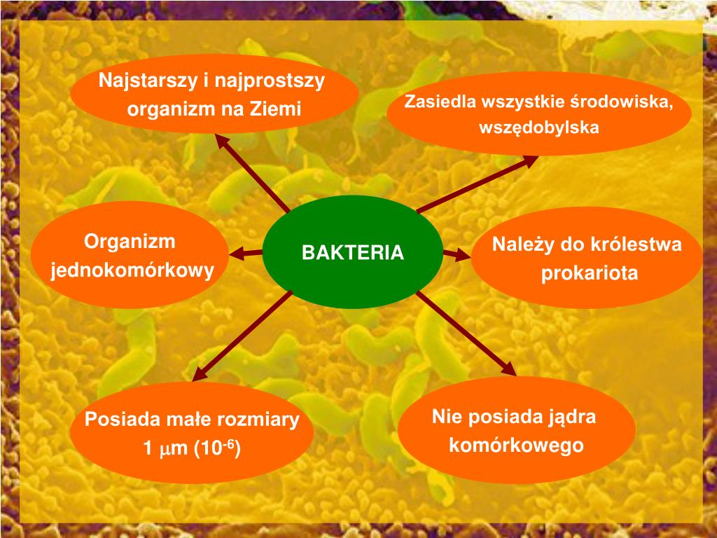 Budowa I Funkcjonowanie Bakterii Protistów I Grzybów Sprawdzian Chomikuj PPT - TAJEMNICE BAKTERII PowerPoint Presentation, free download - ID