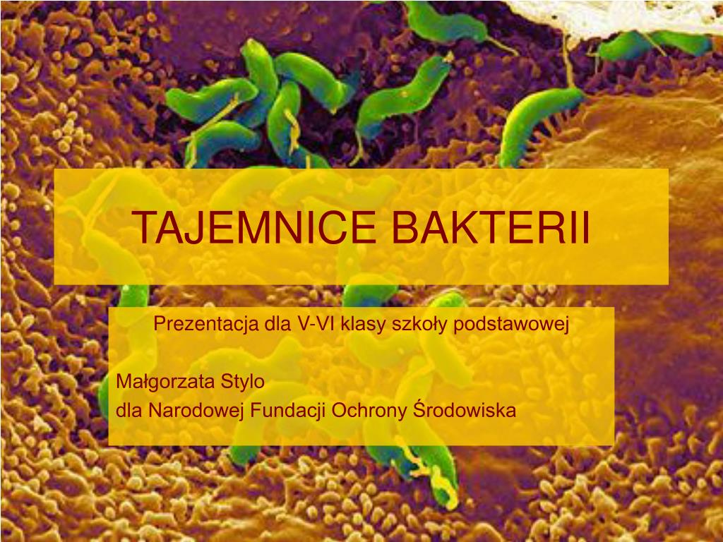 Wirusy I Bakterie Prezentacja Dla Dzieci PPT - TAJEMNICE BAKTERII PowerPoint Presentation, free download - ID