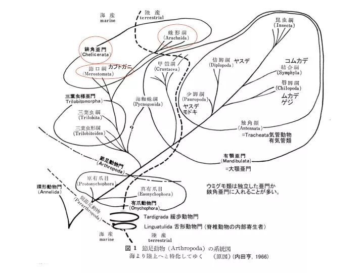 付属肢