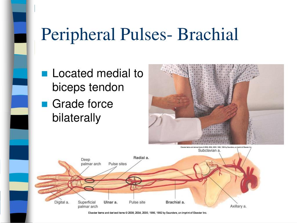 PPT Heart/Neck Vessels & Peripheral Vascular/Lymphatics PowerPoint