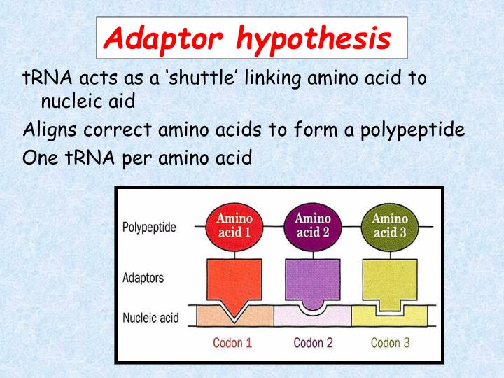 PPT Birth of proteins by translation PowerPoint Presentation ID4072419
