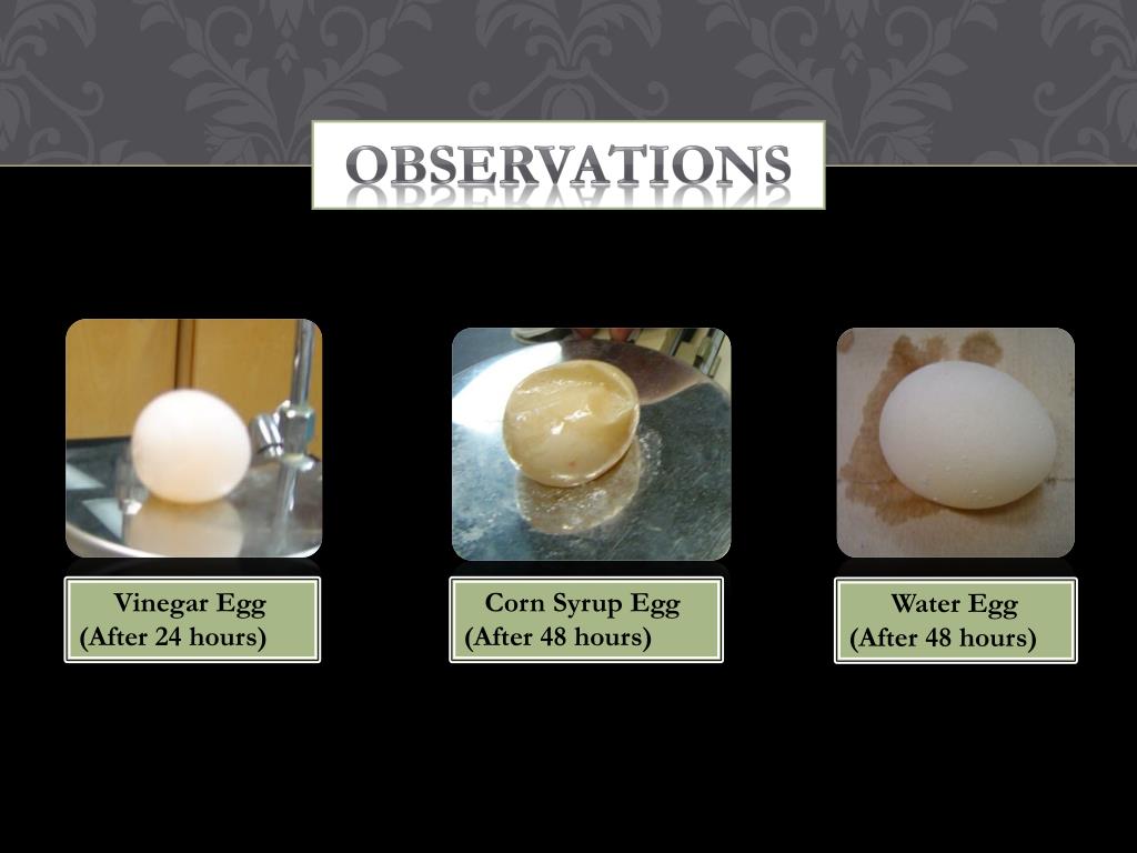 PPT Egg Osmosis Experiment PowerPoint Presentation, free download