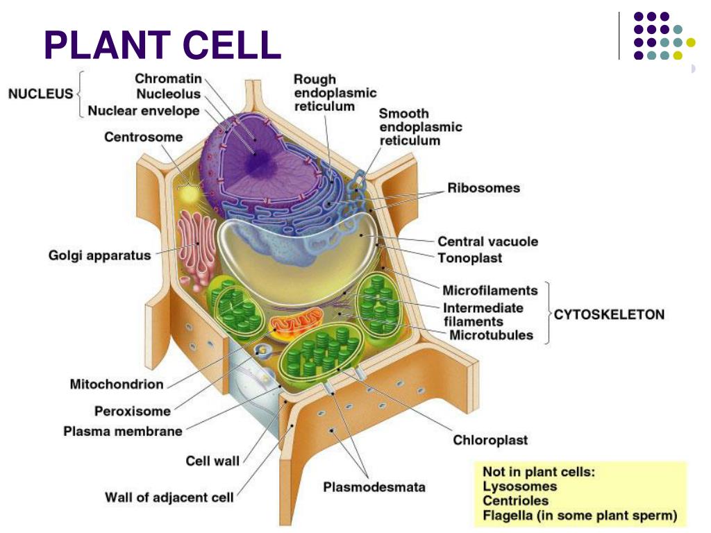 tour of a plant cell