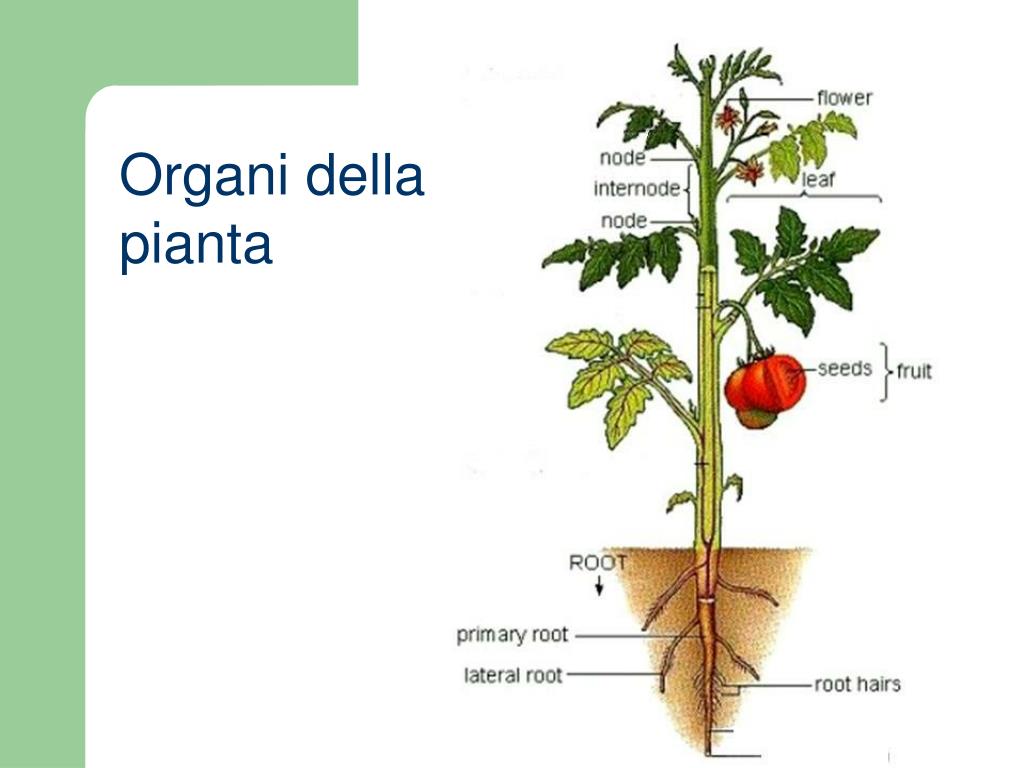 Plant structure. Строение помидора. Строение помидора растение. Plan structure.