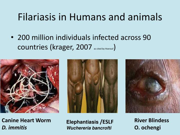 PPT Wolbachia PowerPoint Presentation ID 4078599 ppt-wolbachia-powerpoint-presentation-id-4078599