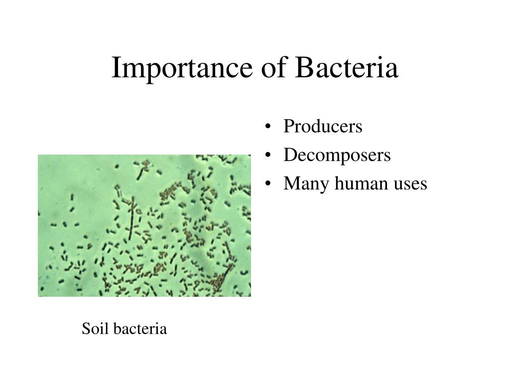 PPT - The Role of Bacteria in Infection PowerPoint Presentation, free