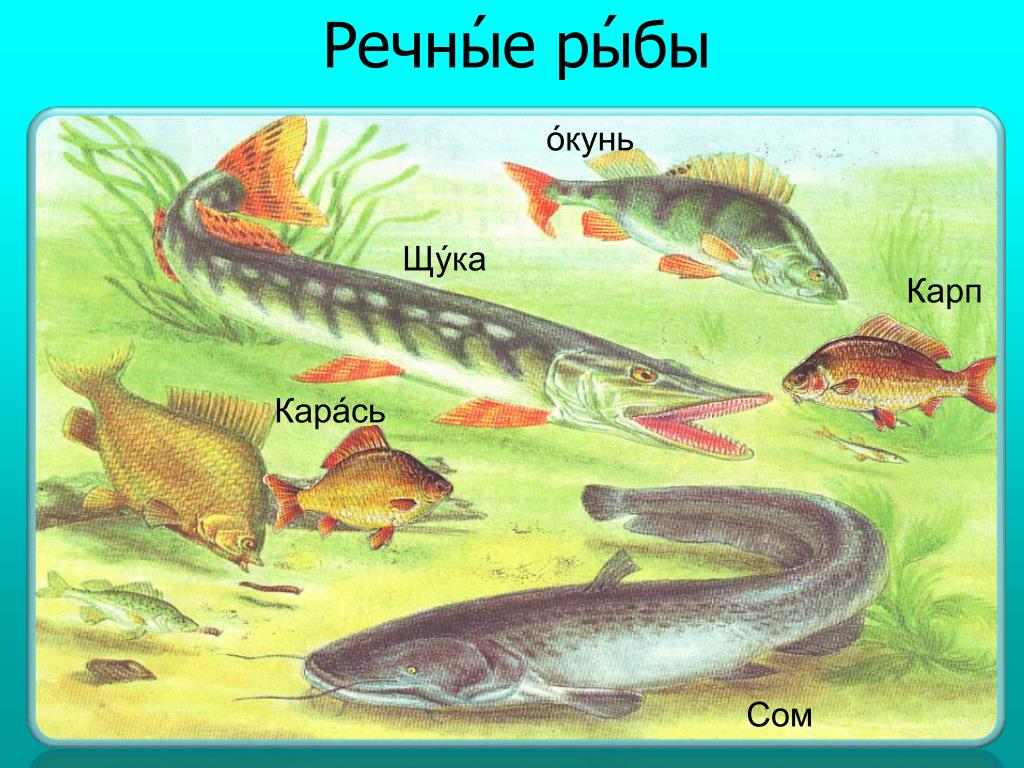 Речные Рыбы Картинки