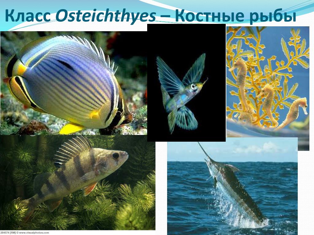 3 примера костных рыб. Костные рыбы. Класс костные рыбы. Класс костистые рыбы. Костные рыбы представители.