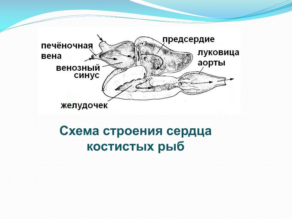 Сердце класса рыб