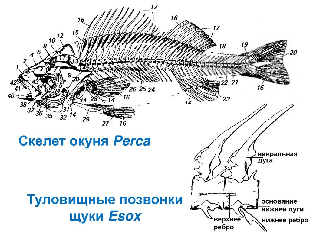Череп костной рыбы. Скелет костистой рыбы окуня. Строение скелета речного окуня. Осевой скелет речного окуня. Строение позвонков костистой рыбы.