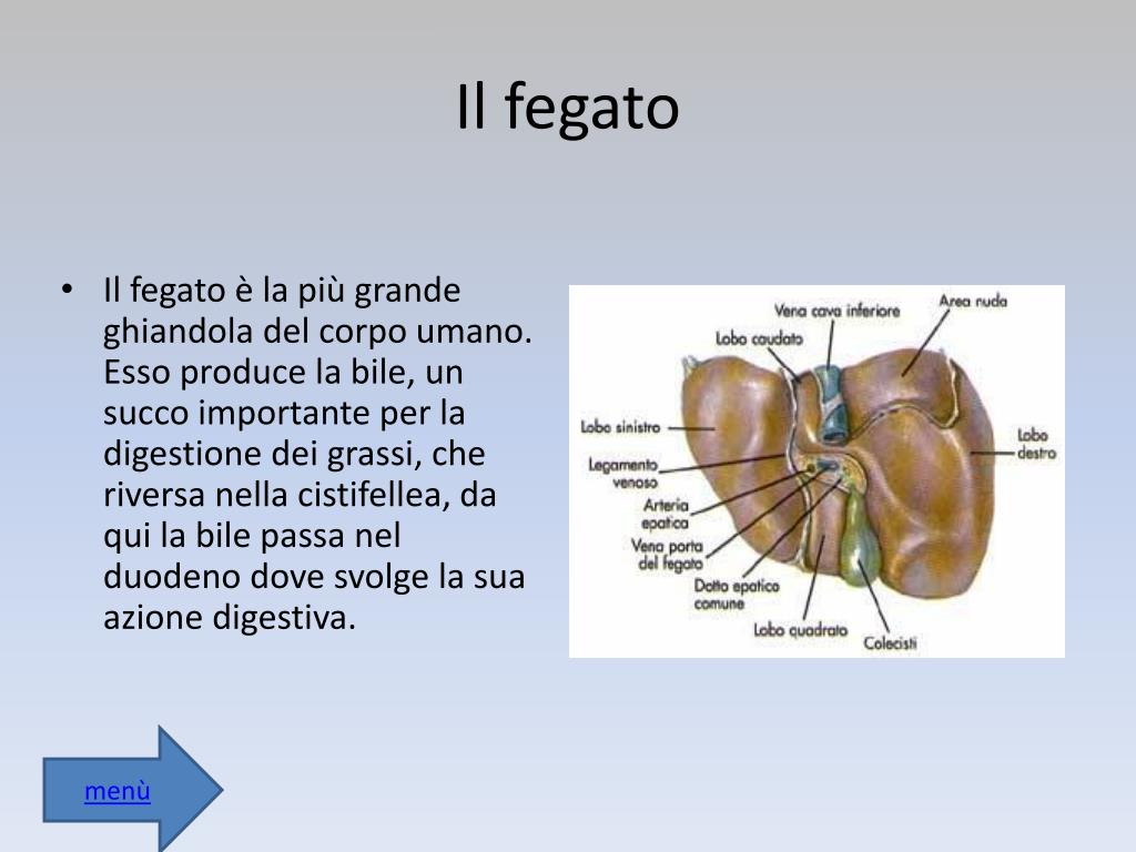 Da Che Parte Sta Il Fegato PPT - L’apparato digerente PowerPoint Presentation, free download - ID