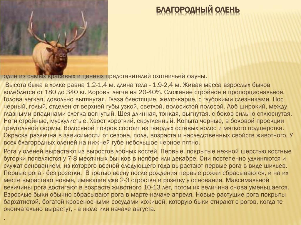 Олень научный текст 4 класс. Доклад про оленя. Благородный олень доклад. Описание оленя. Олень Марал информация.