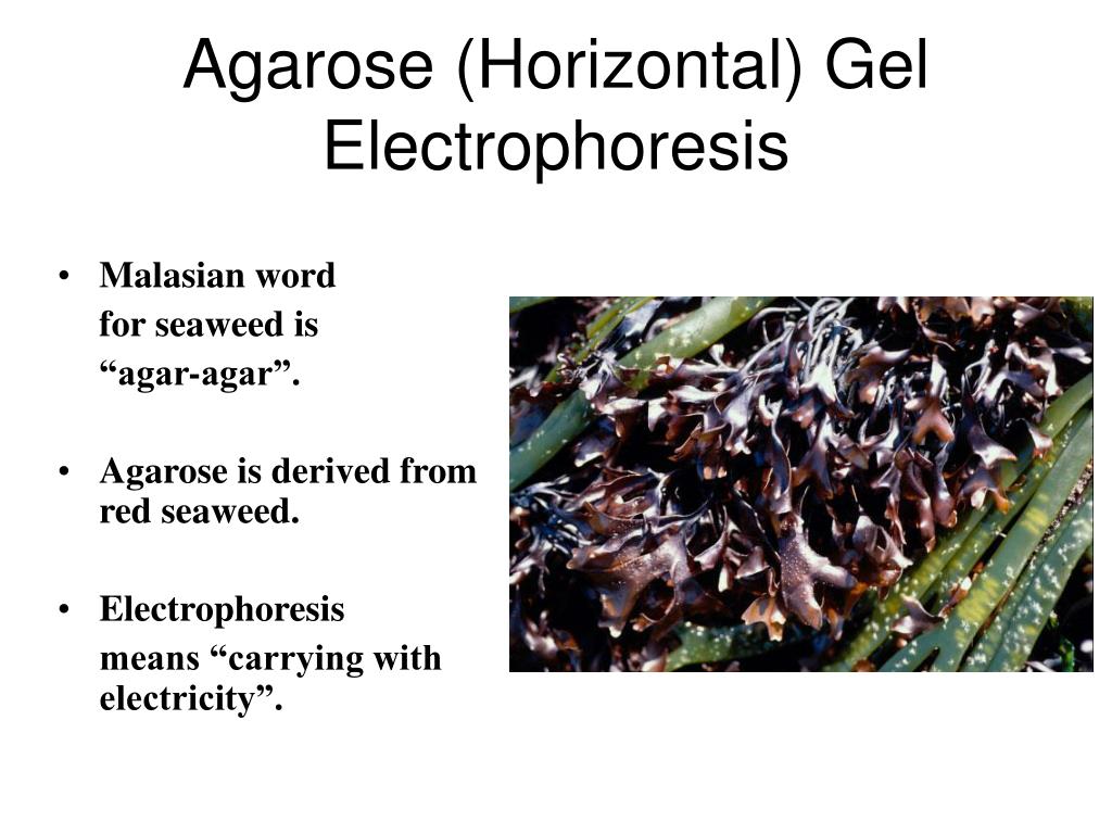 another word for seaweed