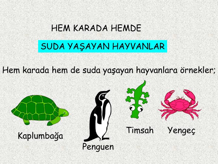 hem et hem ot yiyen hayvanlara ne denir